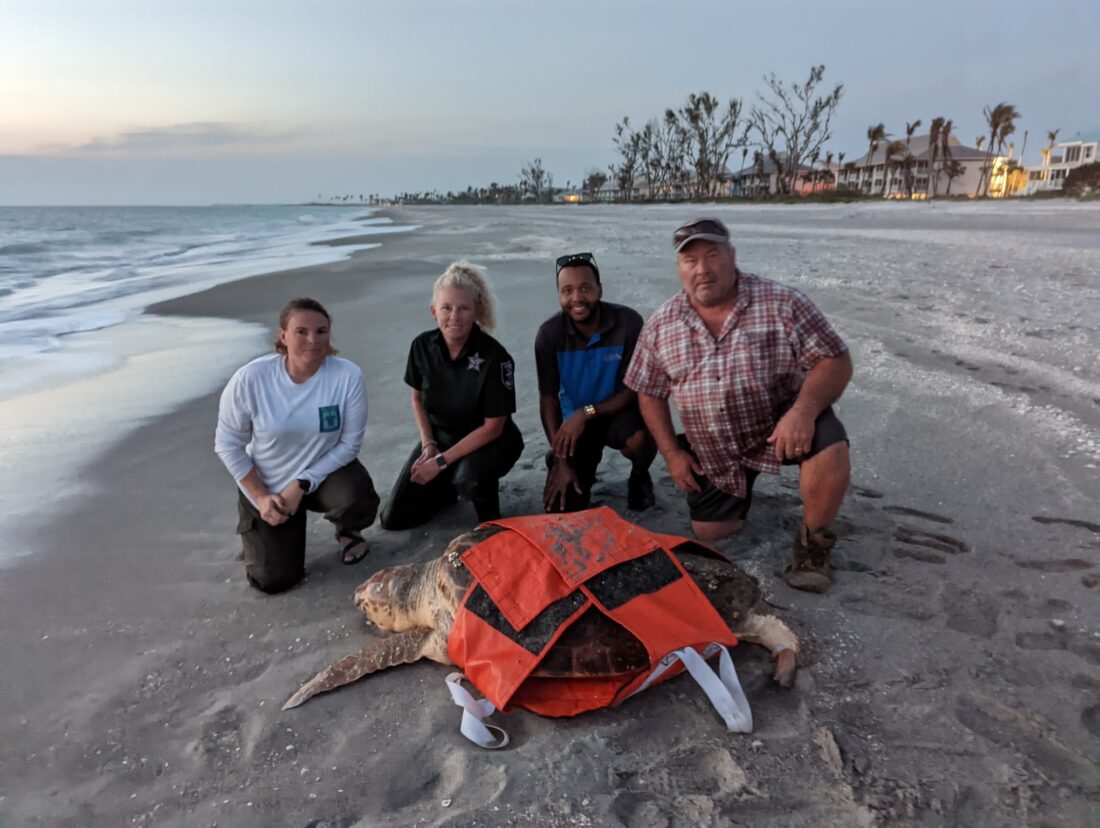 Distressed sea turtle rescued on islands News, Sports, Jobs SANIBEL
